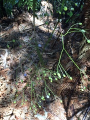 Dianella nigra