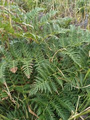 Pteridium esculentum esculentum