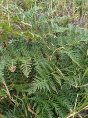 Pteridium esculentum esculentum