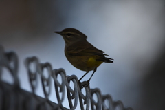 Setophaga palmarum palmarum