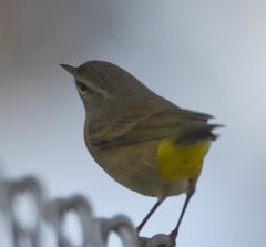Setophaga palmarum palmarum