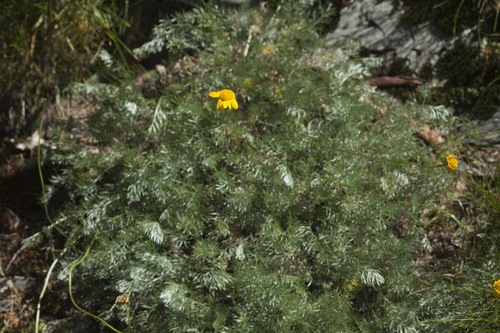 Archanthemis marschalliana