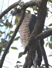 Accipiter cooperii