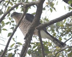 Accipiter cooperii