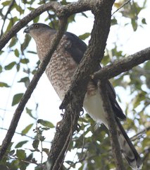 Accipiter cooperii
