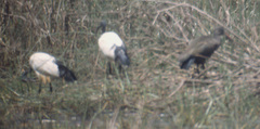 Threskiornis aethiopicus