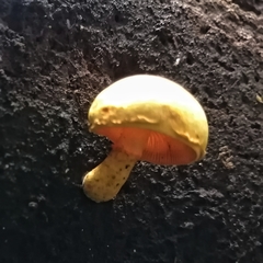 Hypholoma subviride