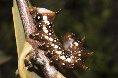 Psalidostetha banksiae