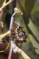 Psalidostetha banksiae