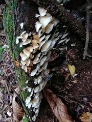 Campanophyllum proboscideum