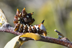 Psalidostetha banksiae