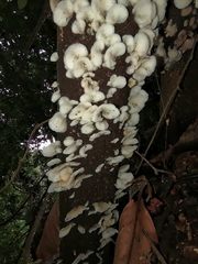 Campanophyllum proboscideum