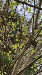 Hemiphaga novaeseelandiae