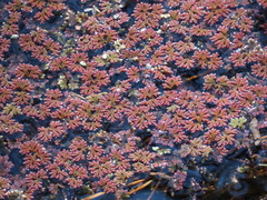 Azolla caroliniana