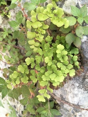 Adiantum capillus-veneris