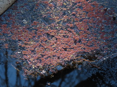 Azolla caroliniana