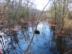 Azolla caroliniana