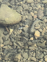 Salvelinus fontinalis