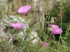 Convolvulus althaeoides