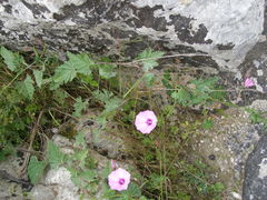 Convolvulus althaeoides