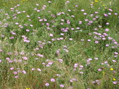 Convolvulus althaeoides