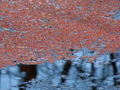 Azolla caroliniana