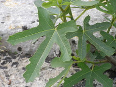 Ficus carica