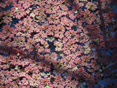Azolla caroliniana