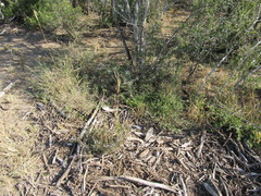 Trichloris pluriflora