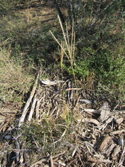 Trichloris pluriflora