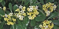 Pittosporum tobira