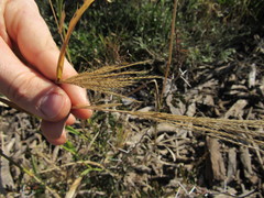 Trichloris pluriflora