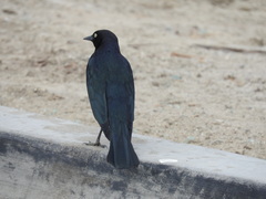 Euphagus cyanocephalus