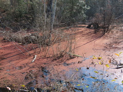 Azolla caroliniana