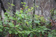 Gaultheria shallon