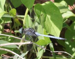 Orthetrum machadoi