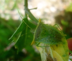 Arvelius albopunctatus