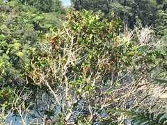 Pterophylla racemosa