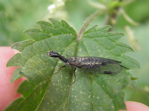 Taškuotasis kupriukas