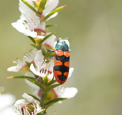 Castiarina crenata