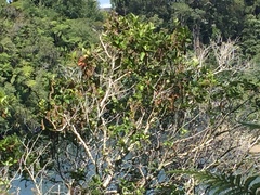 Pterophylla racemosa