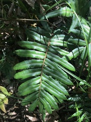 Blechnum wattsii
