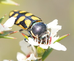 Castiarina adelaidae