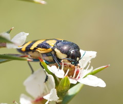 Castiarina adelaidae