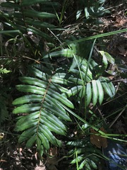 Blechnum wattsii