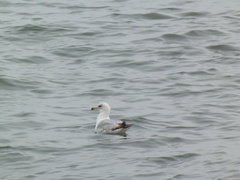 Larus delawarensis