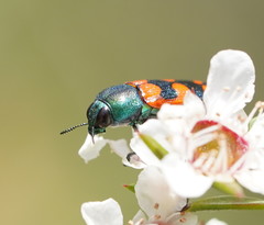 Castiarina crenata
