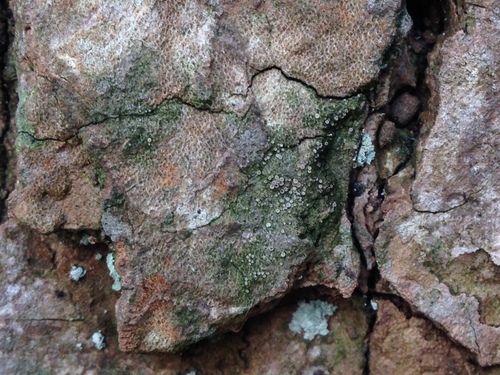 Pušinė dubakerpė nuotrauka