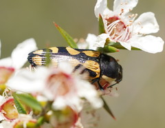 Castiarina adelaidae
