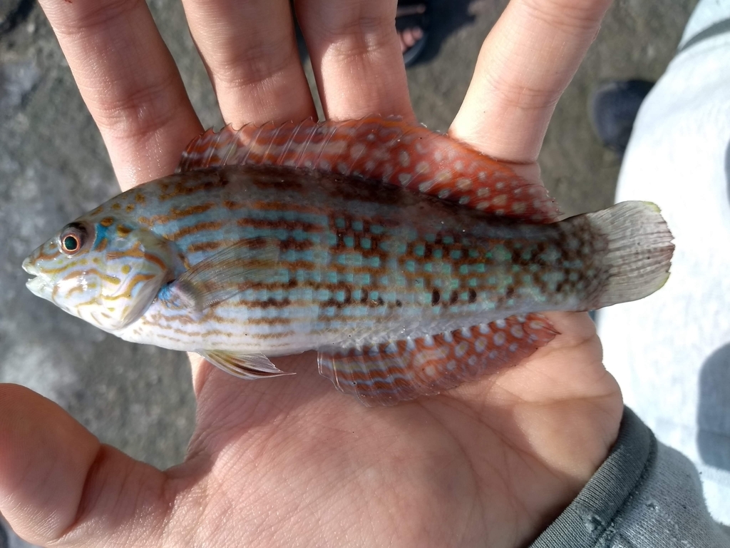 Lineblotch wrasse (Halichoeres pardaleocephalus) — Labridae